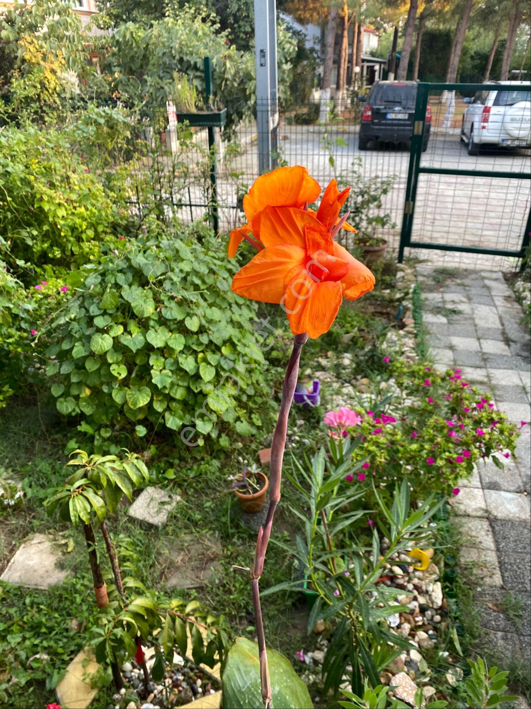 Sahibinden Köşe Bahçeli Yazlık Silivri - Görsel 3