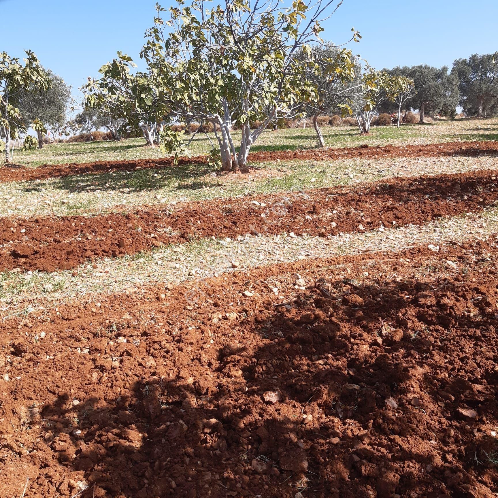 Germencik Dereköyde Bakımlı Karışık Zeytin Ve İncir Bahçesi - Görsel 15