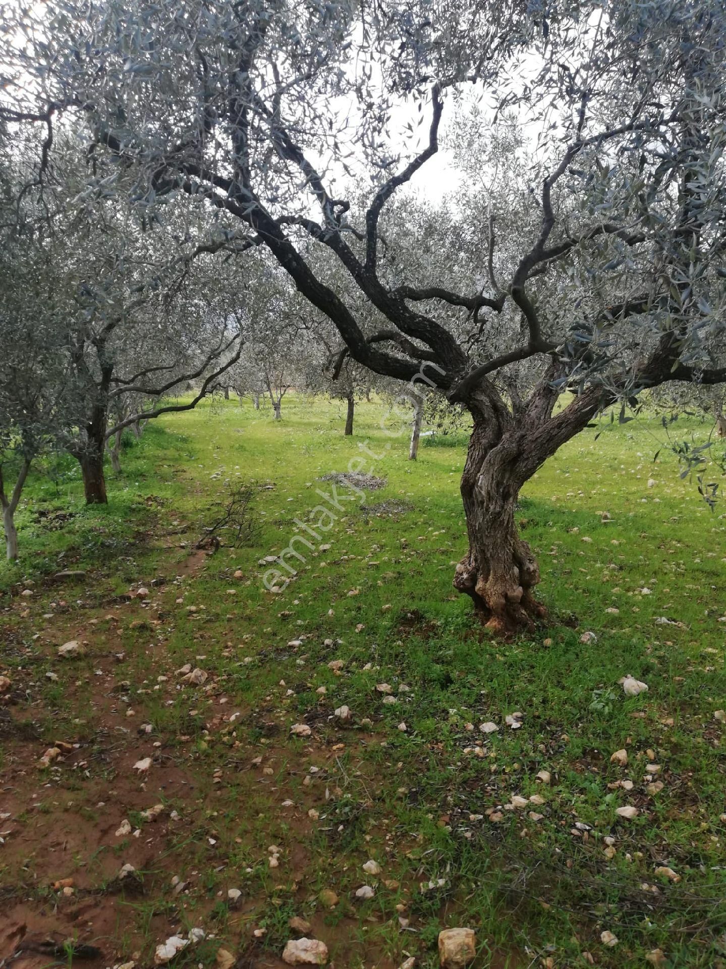 Germencik Dereköyde Bakımlı Karışık Zeytin Ve İncir Bahçesi - Görsel 2
