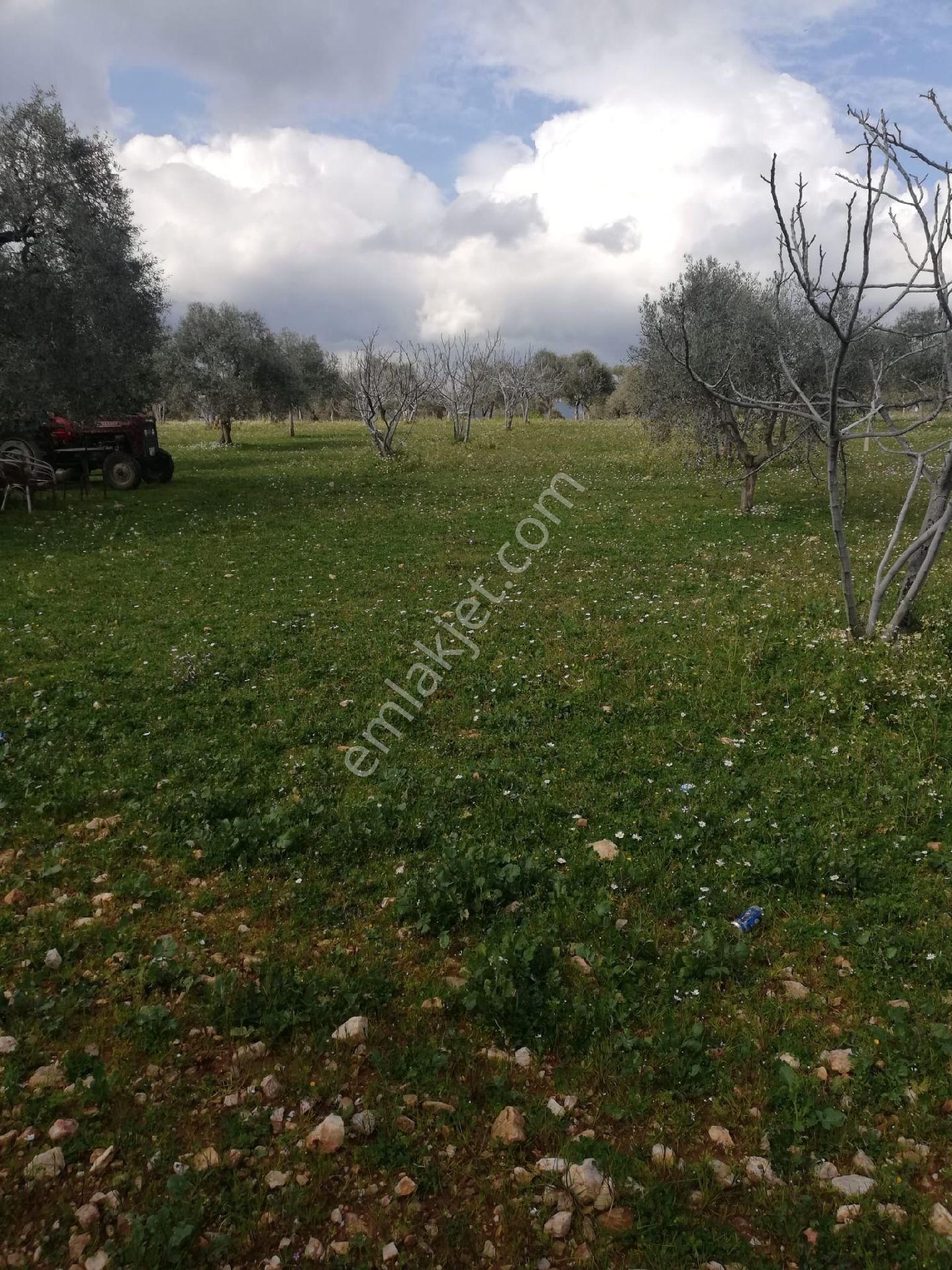 Germencik Dereköyde Bakımlı Karışık Zeytin Ve İncir Bahçesi - Görsel 5