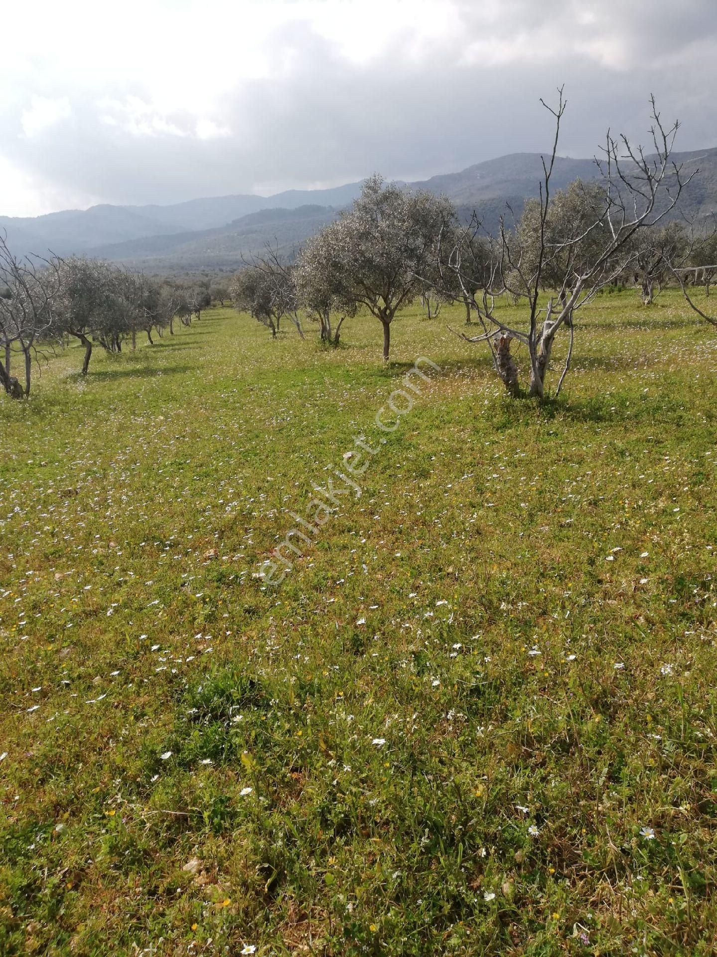 Germencik Dereköyde Bakımlı Karışık Zeytin Ve İncir Bahçesi - Görsel 7