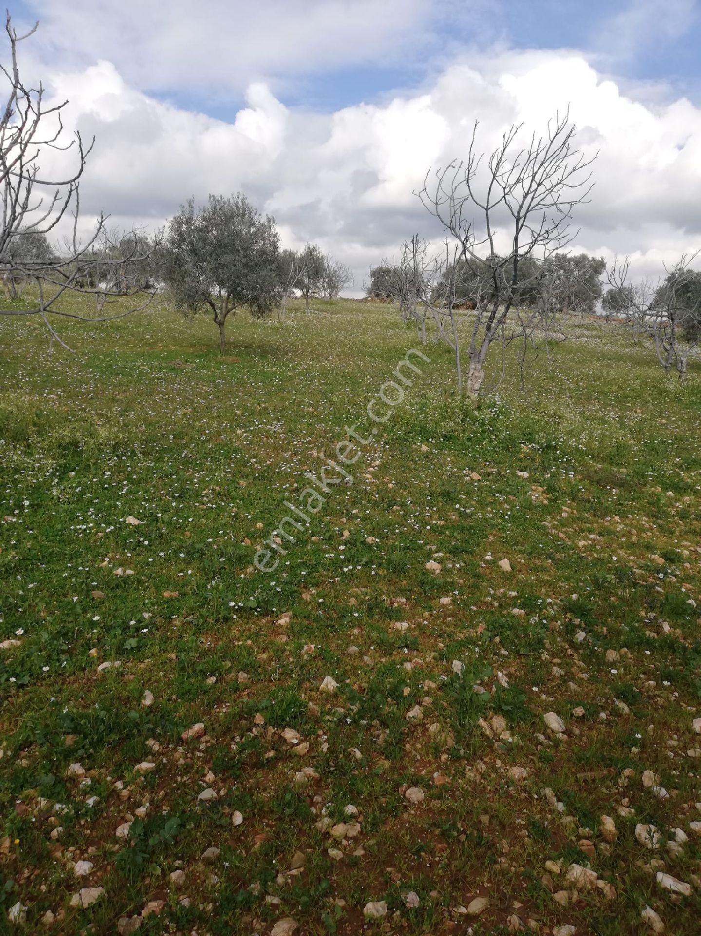 Germencik Dereköyde Bakımlı Karışık Zeytin Ve İncir Bahçesi - Görsel 11