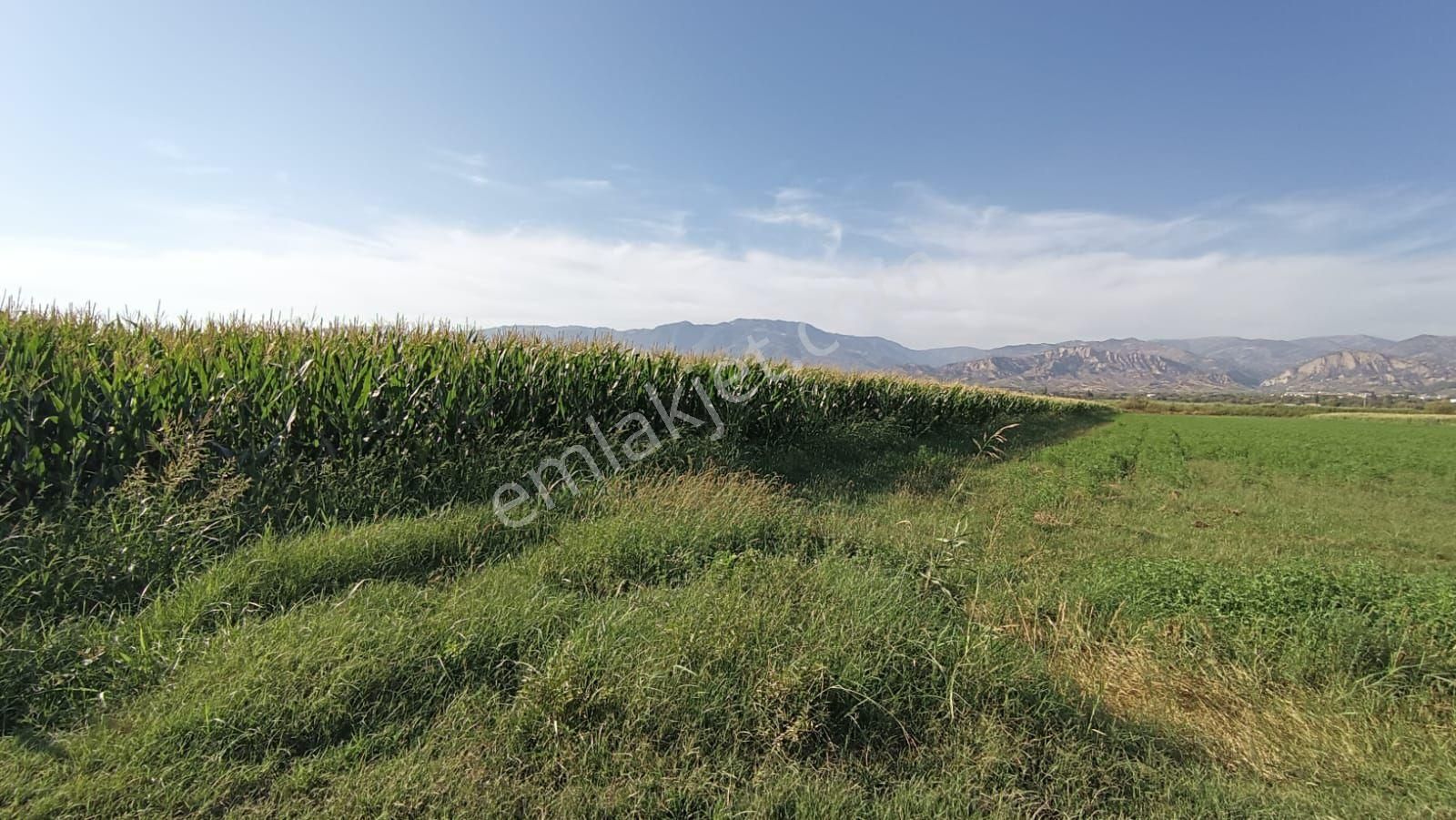 Aydın / Sultanhisar / Atça Da Satılık Tarla - Görsel 5