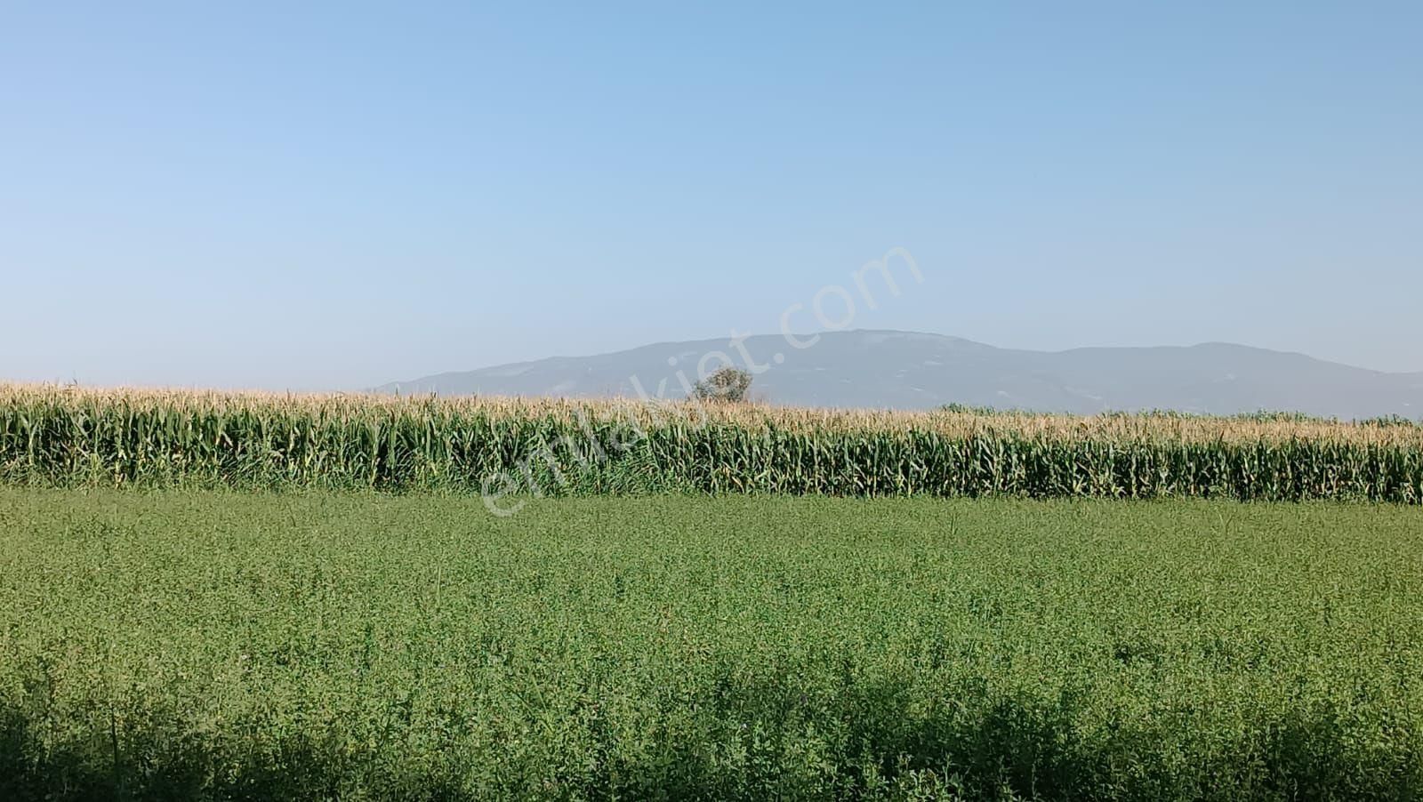 Aydın / Sultanhisar / Atça Da Satılık Tarla - Görsel 15