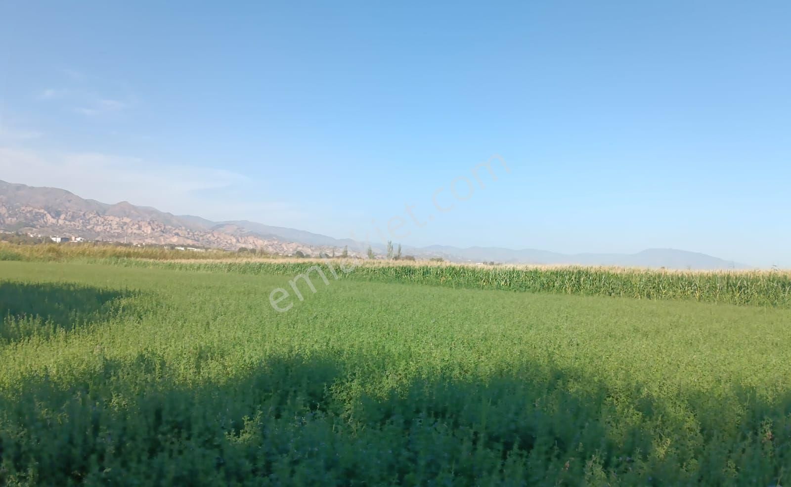 Aydın / Sultanhisar / Atça Da Satılık Tarla - Görsel 16