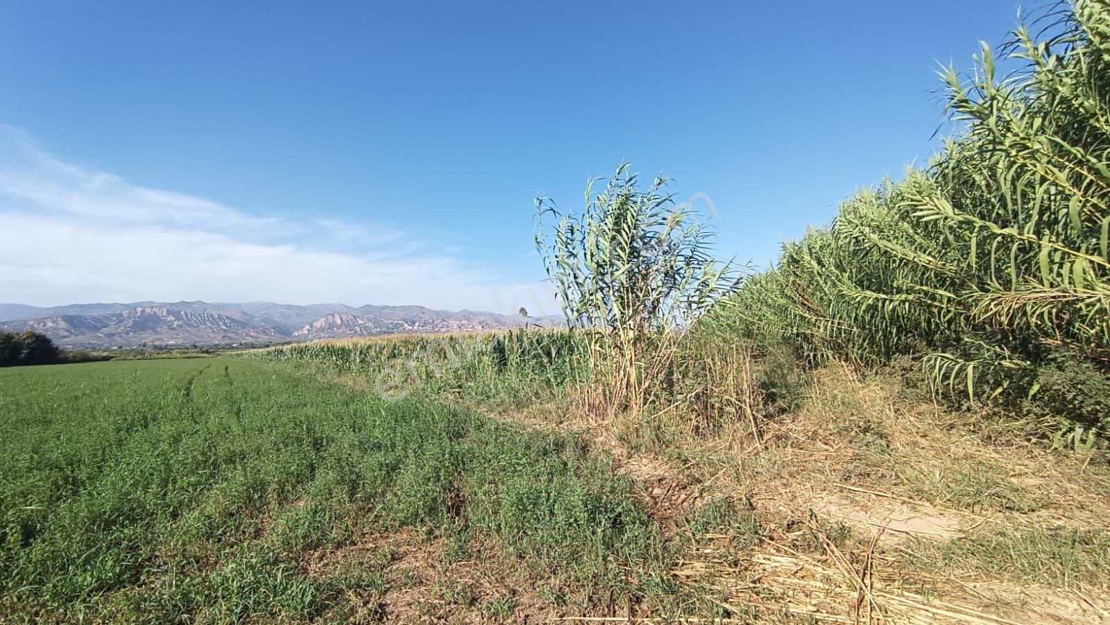 Aydın / Sultanhisar / Atça Da Satılık Tarla - Görsel 3