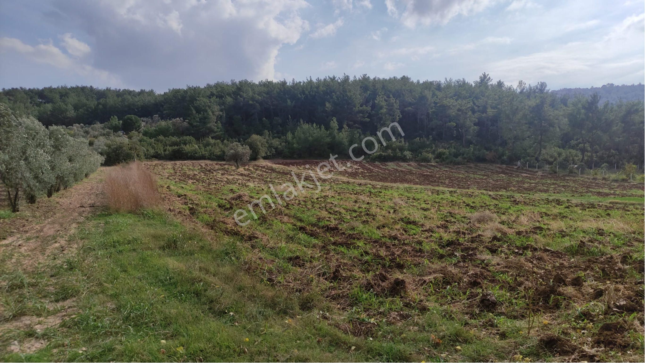 Yatırımlık Tek Tapu Uygun Fiyatlı Tarla - Görsel 6