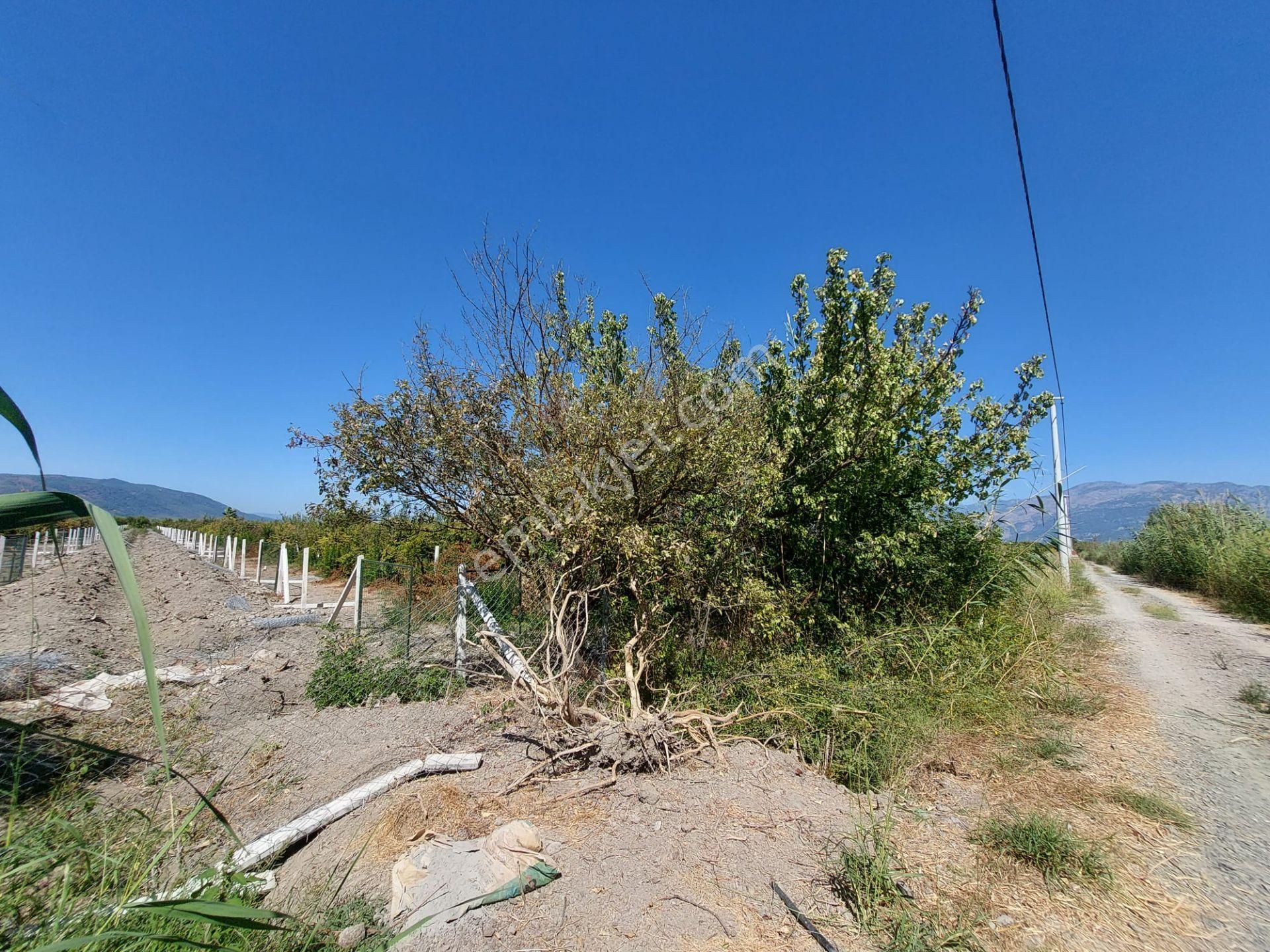 Ortaca Tepearasında 8126 M2 Yatırım Ve Zirayi Krediye Uygun Nar Bahçesi Satılık - Görsel 6