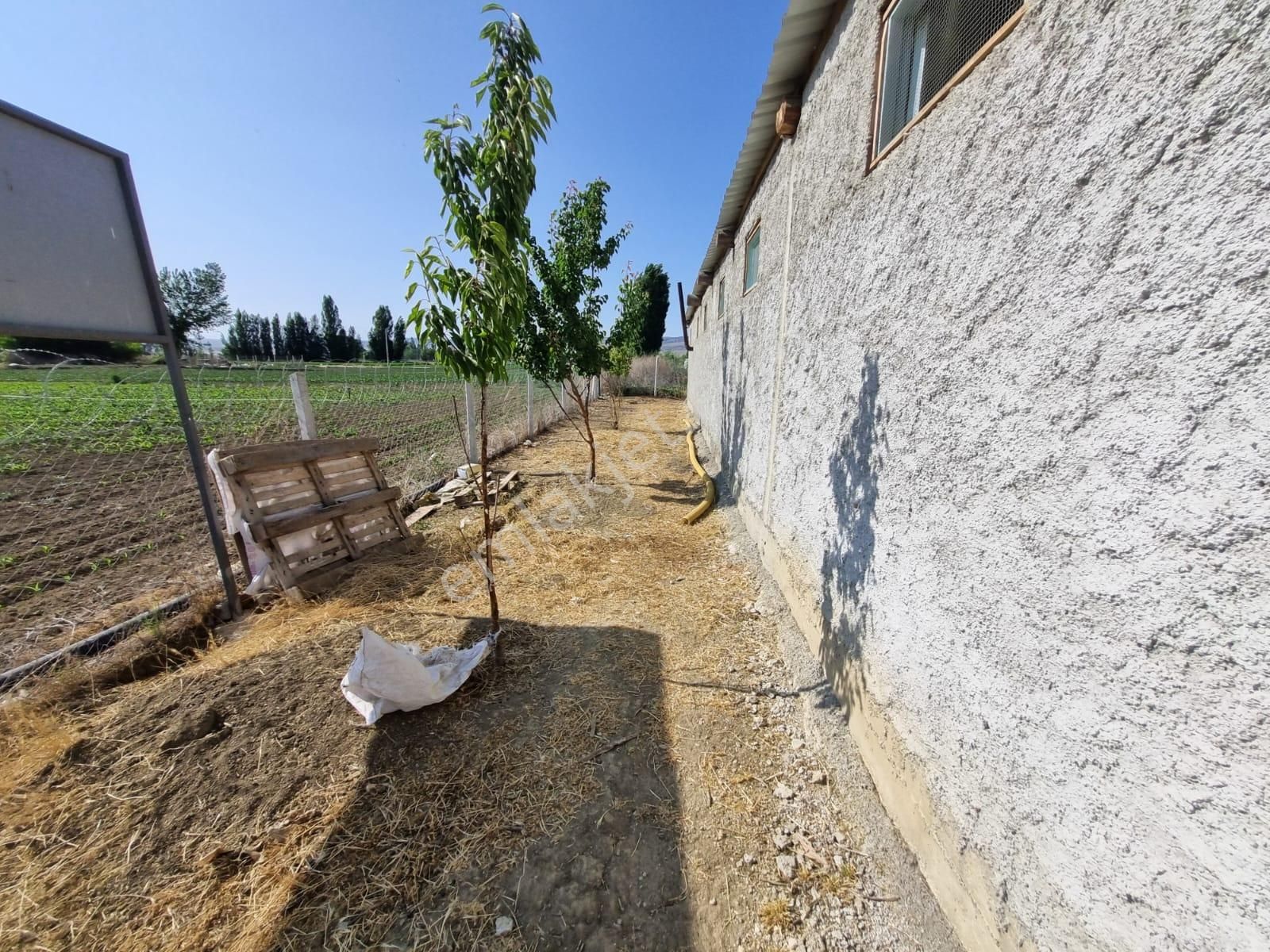 Muttalip, Koyunlar Mahallesinde, Satılık Çiftlik - Görsel 29