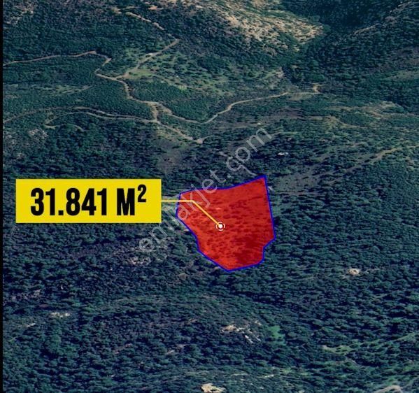 Bodrum Konacık’ta Pedasa Antik Kentine Yakın Zeytinlik - Görsel 4