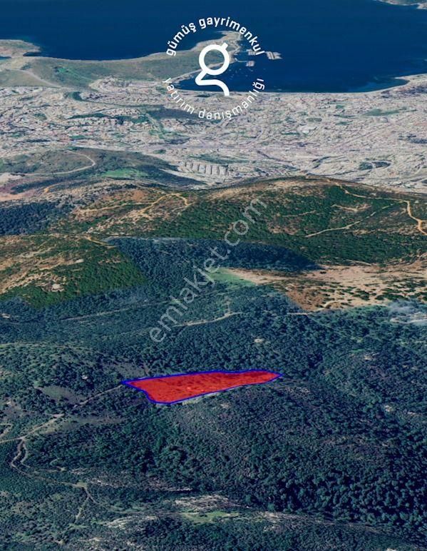 Bodrum Konacık’ta Pedasa Antik Kentine Yakın Zeytinlik - Görsel 3