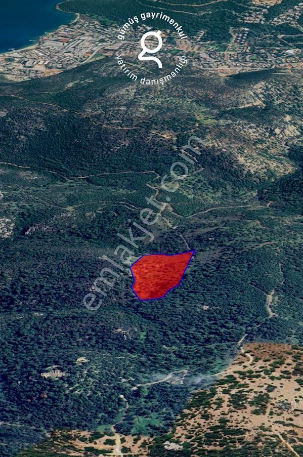 Bodrum Konacık’ta Pedasa Antik Kentine Yakın Zeytinlik