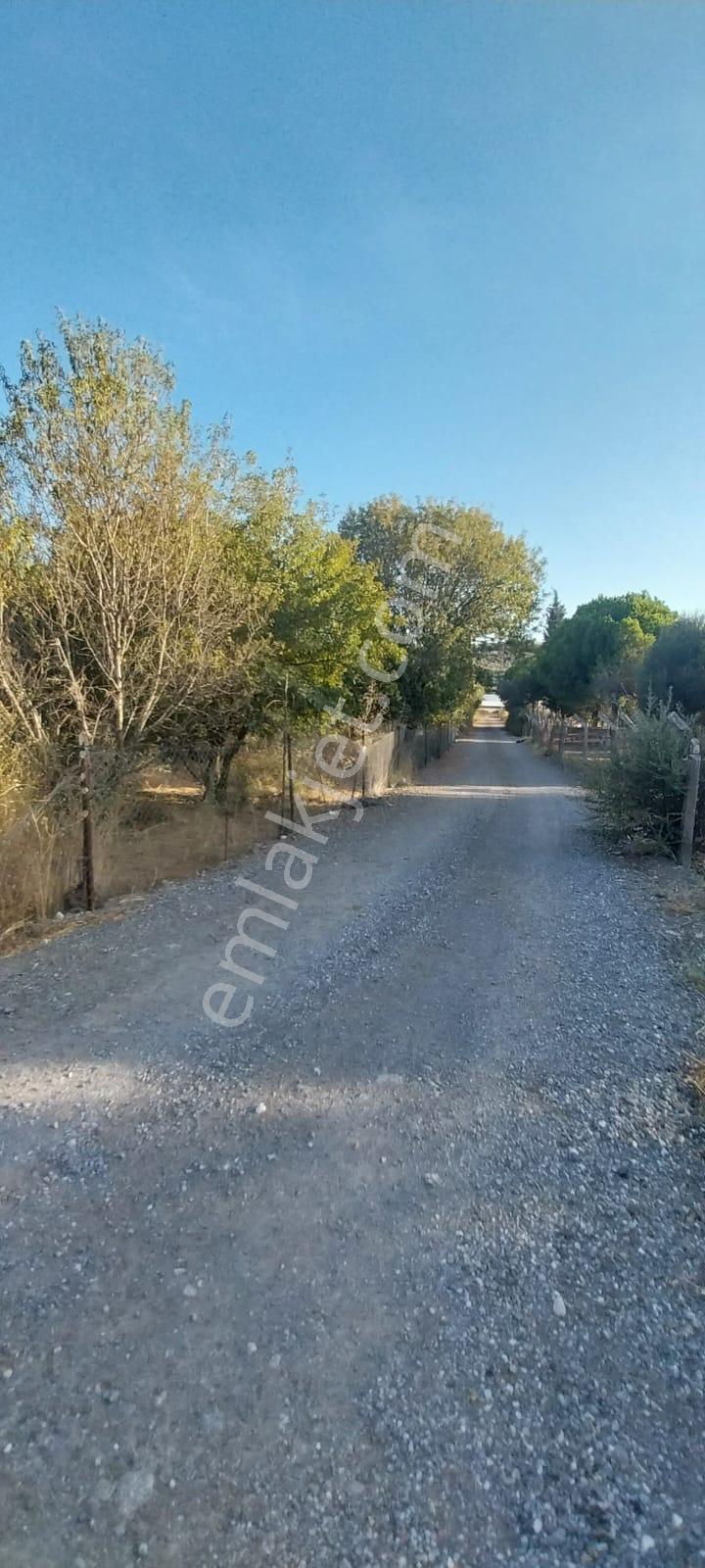 Yenifoça Bucak Mevkiinde Asfalta Cepheli Satılık Tarla - Görsel 13