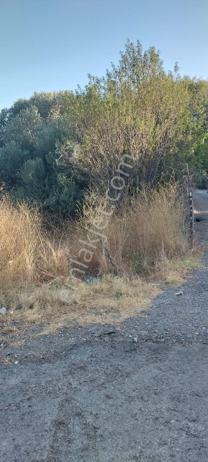 Yenifoça Bucak Mevkiinde Asfalta Cepheli Satılık Tarla - Görsel 7