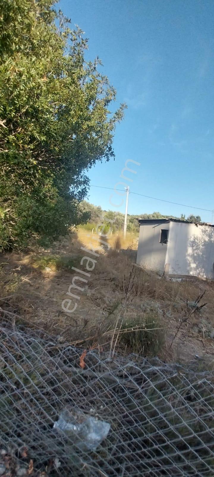 Yenifoça Bucak Mevkiinde Asfalta Cepheli Satılık Tarla - Görsel 12