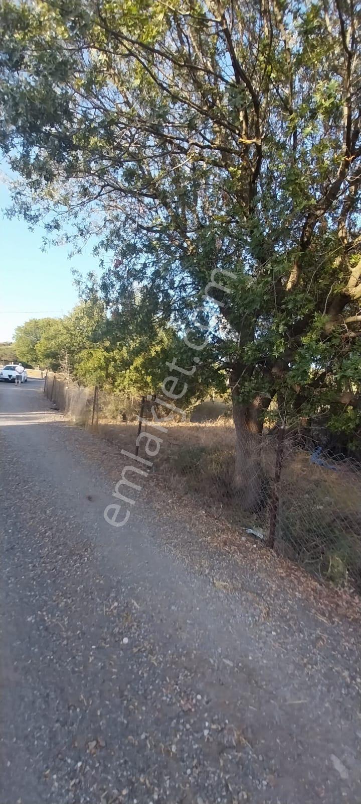 Yenifoça Bucak Mevkiinde Asfalta Cepheli Satılık Tarla - Görsel 10