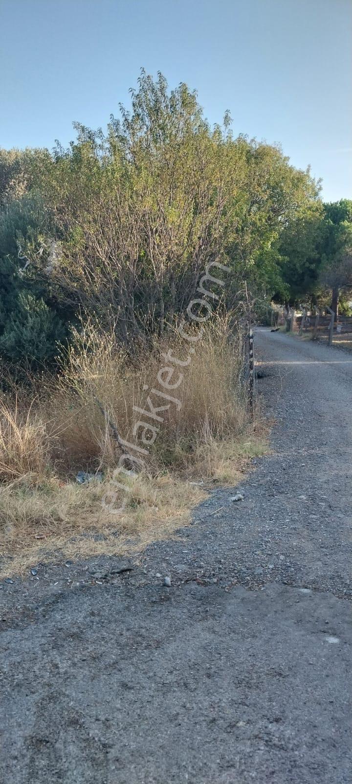Yenifoça Bucak Mevkiinde Asfalta Cepheli Satılık Tarla - Görsel 8