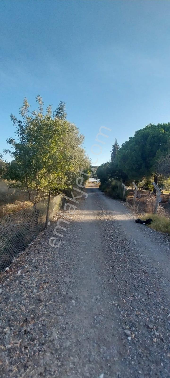 Yenifoça Bucak Mevkiinde Asfalta Cepheli Satılık Tarla - Görsel 14