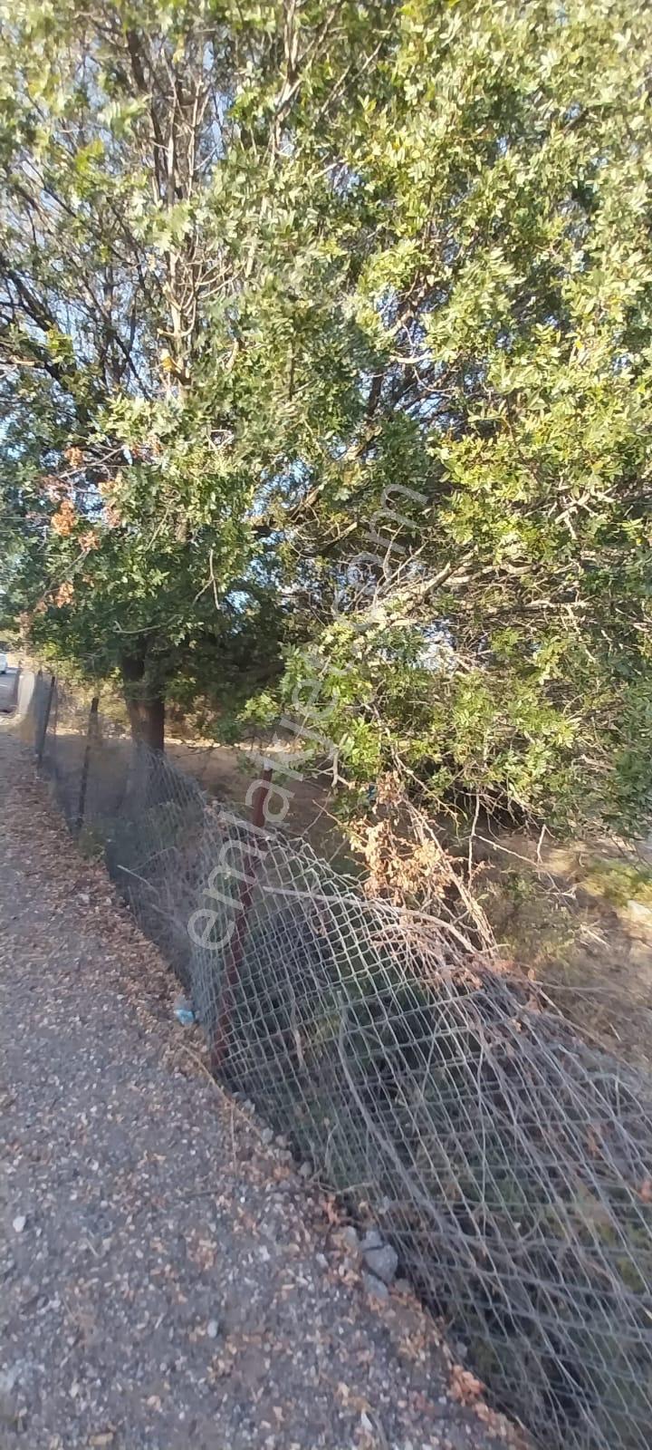 Yenifoça Bucak Mevkiinde Asfalta Cepheli Satılık Tarla - Görsel 6