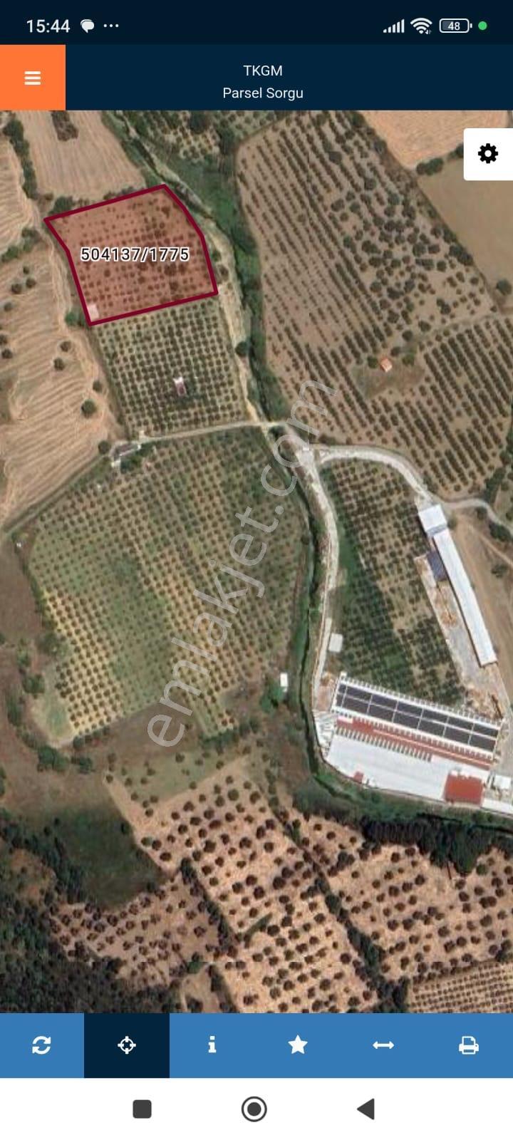 Yenifoça Bucak Mevkiinde Satılık Zeytinli Tarla - Görsel 2