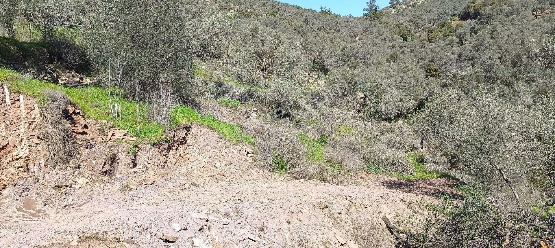 Milas Karapınar Mahallesinde Satılık İmarlı Arsa - Görsel 8