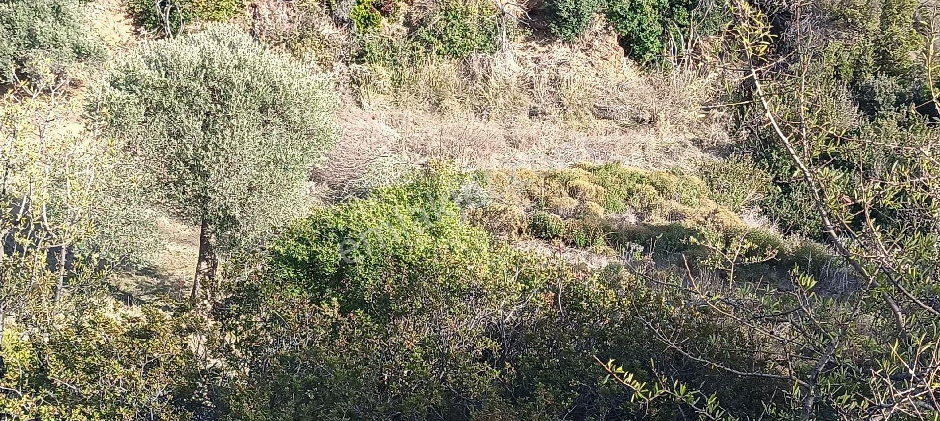 Bodrum Mazı Mahallesinde Satılık Tarla - Görsel 3
