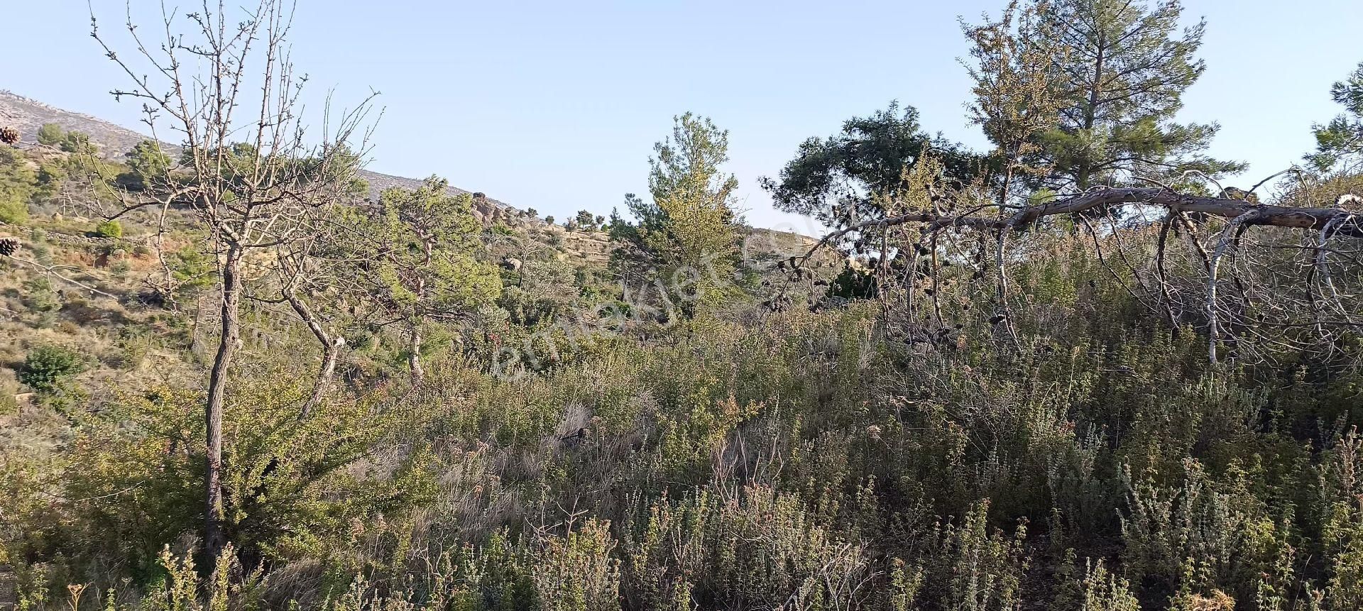 Bodrum Mazı Mahallesinde Satılık Tarla - Görsel 8