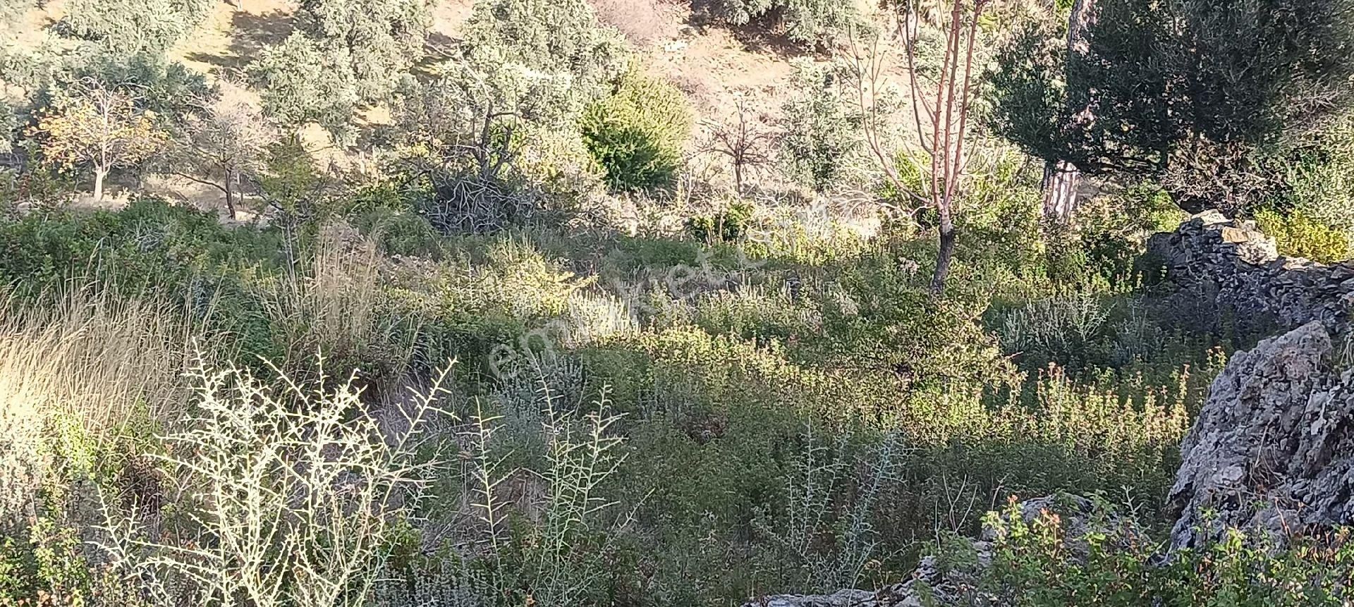 Bodrum Mazı Mahallesinde Satılık Tarla - Görsel 4