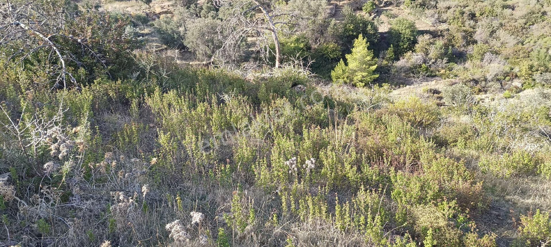 Bodrum Mazı Mahallesinde Satılık Tarla - Görsel 11