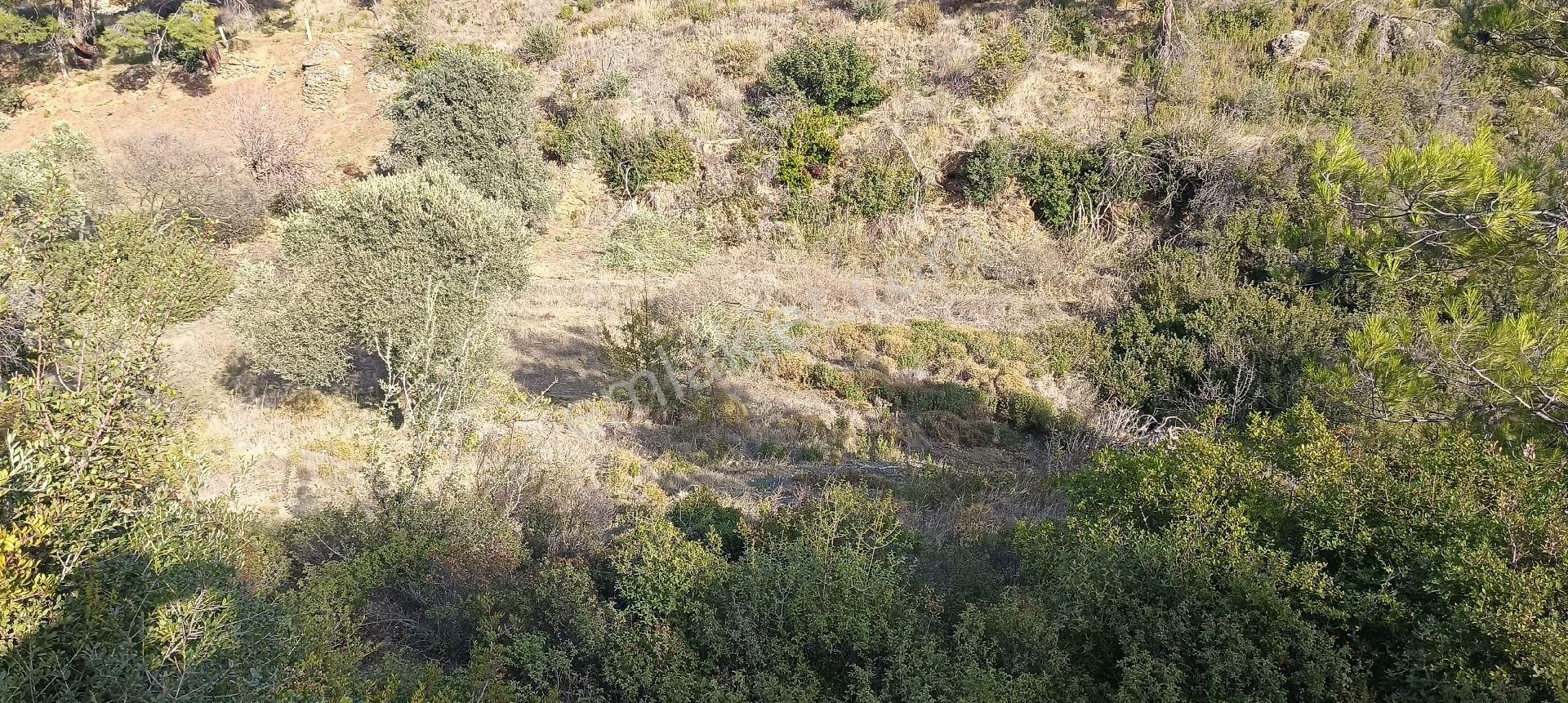 Bodrum Mazı Mahallesinde Satılık Tarla - Görsel 2