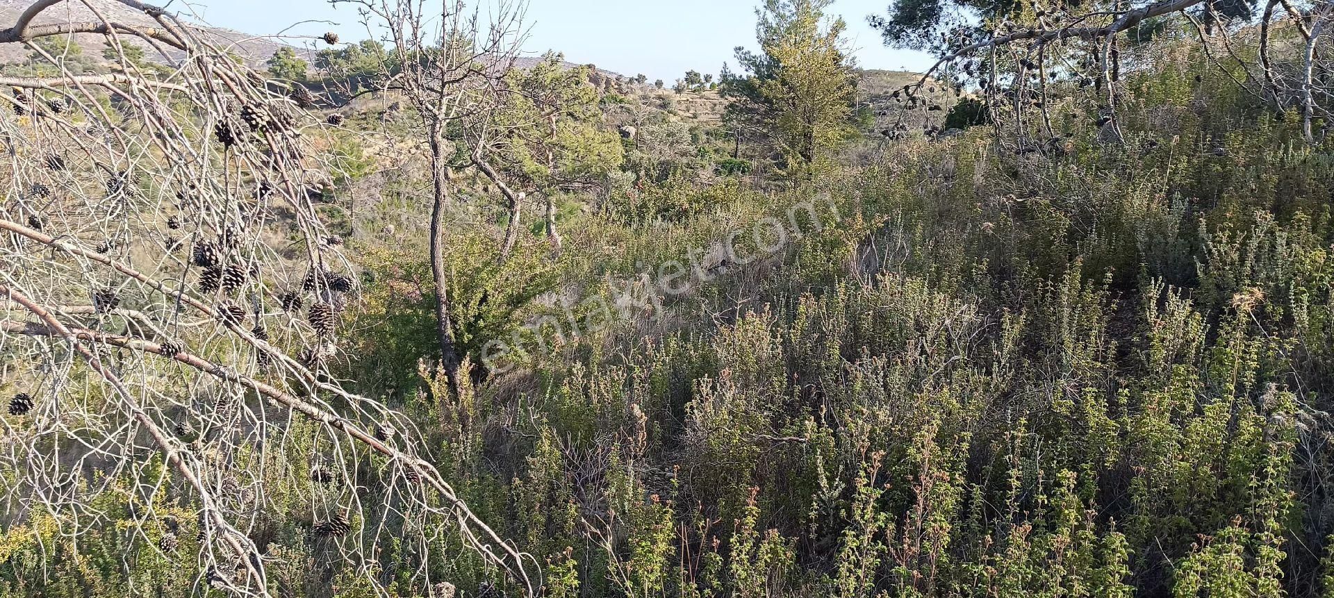 Bodrum Mazı Mahallesinde Satılık Tarla - Görsel 9