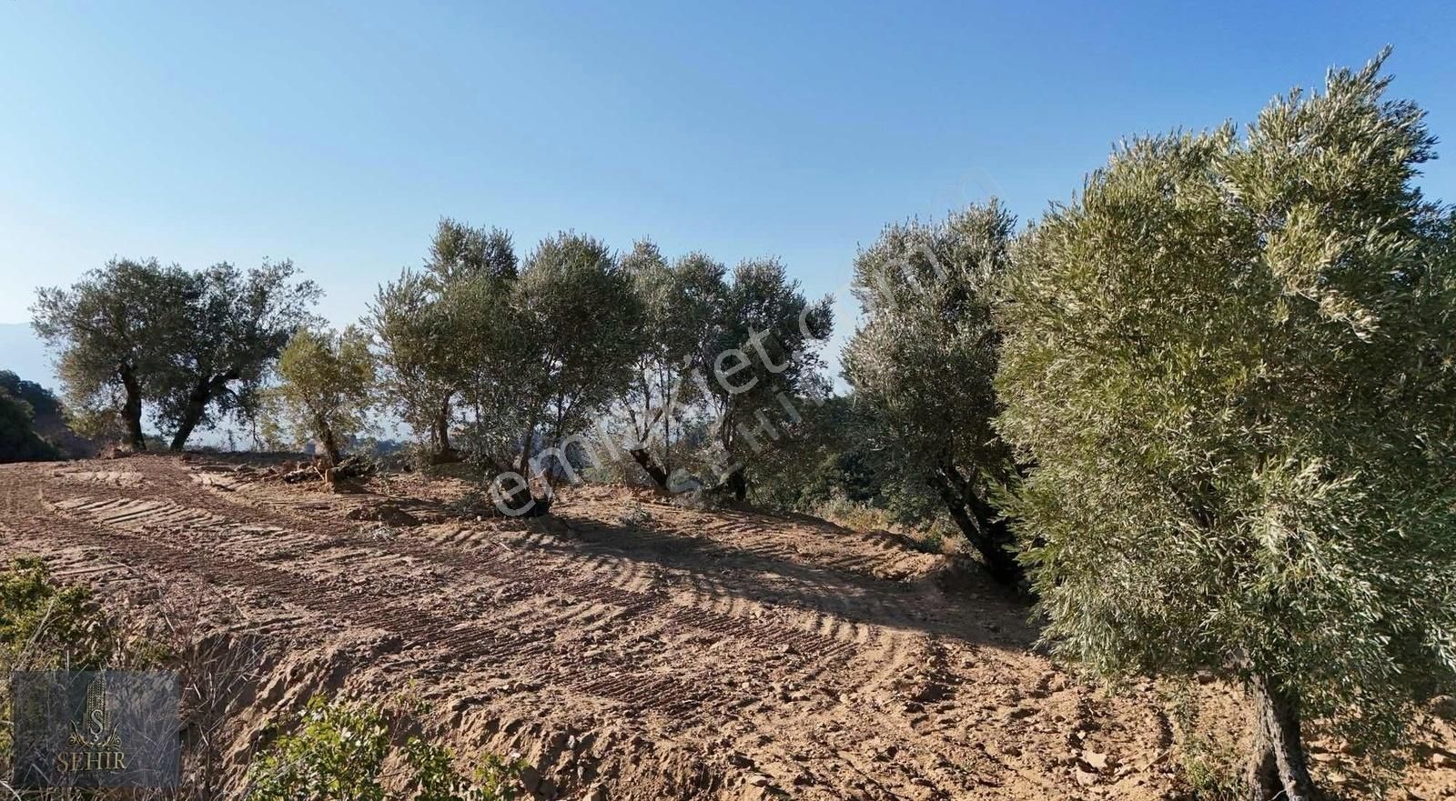 | Şehir'den | Hobi Bahçesi Arayanlara Hasköy'de 916m2 Bahçe