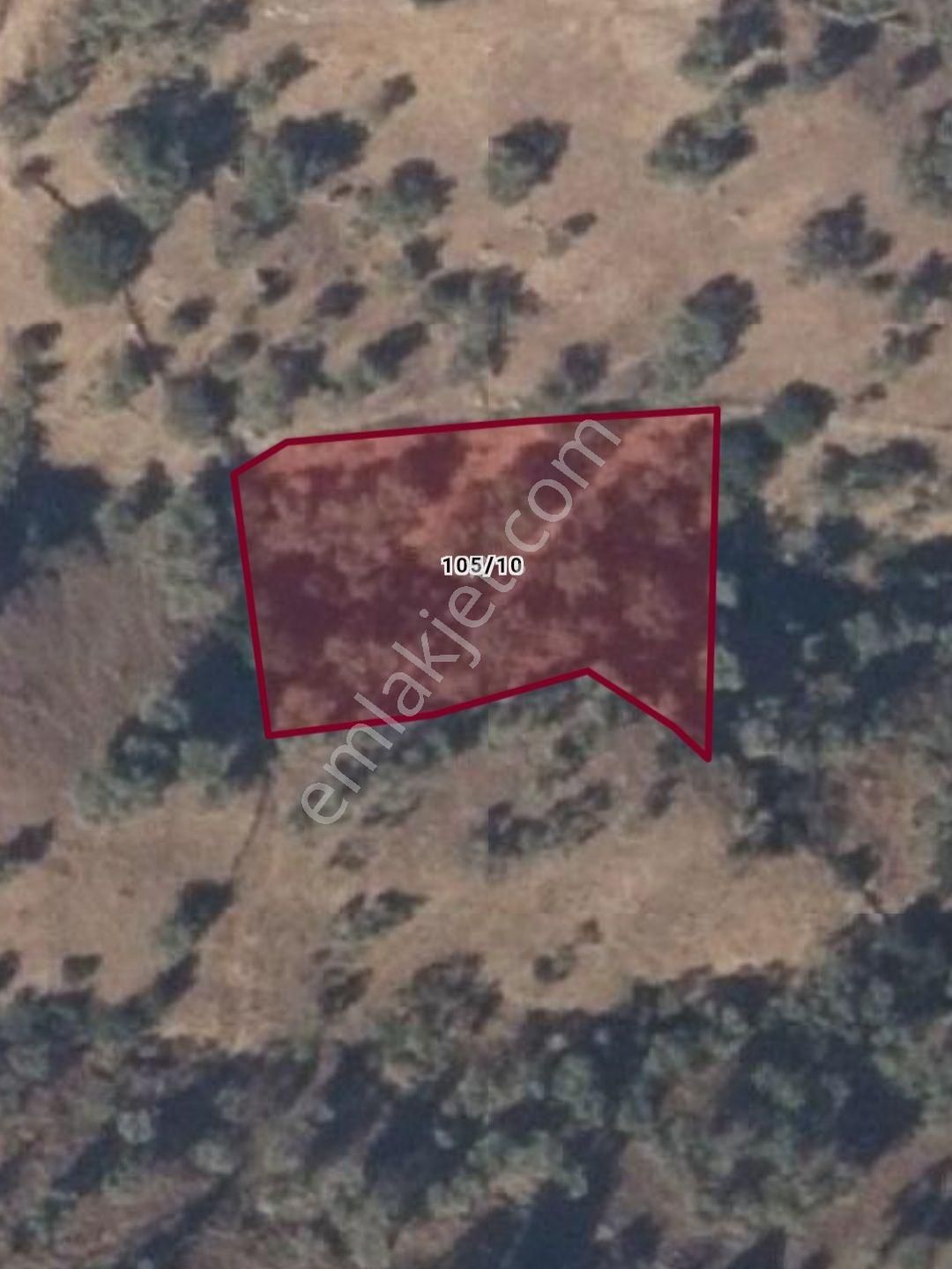 Acil Satılık Tarla Ve Zeytinlik