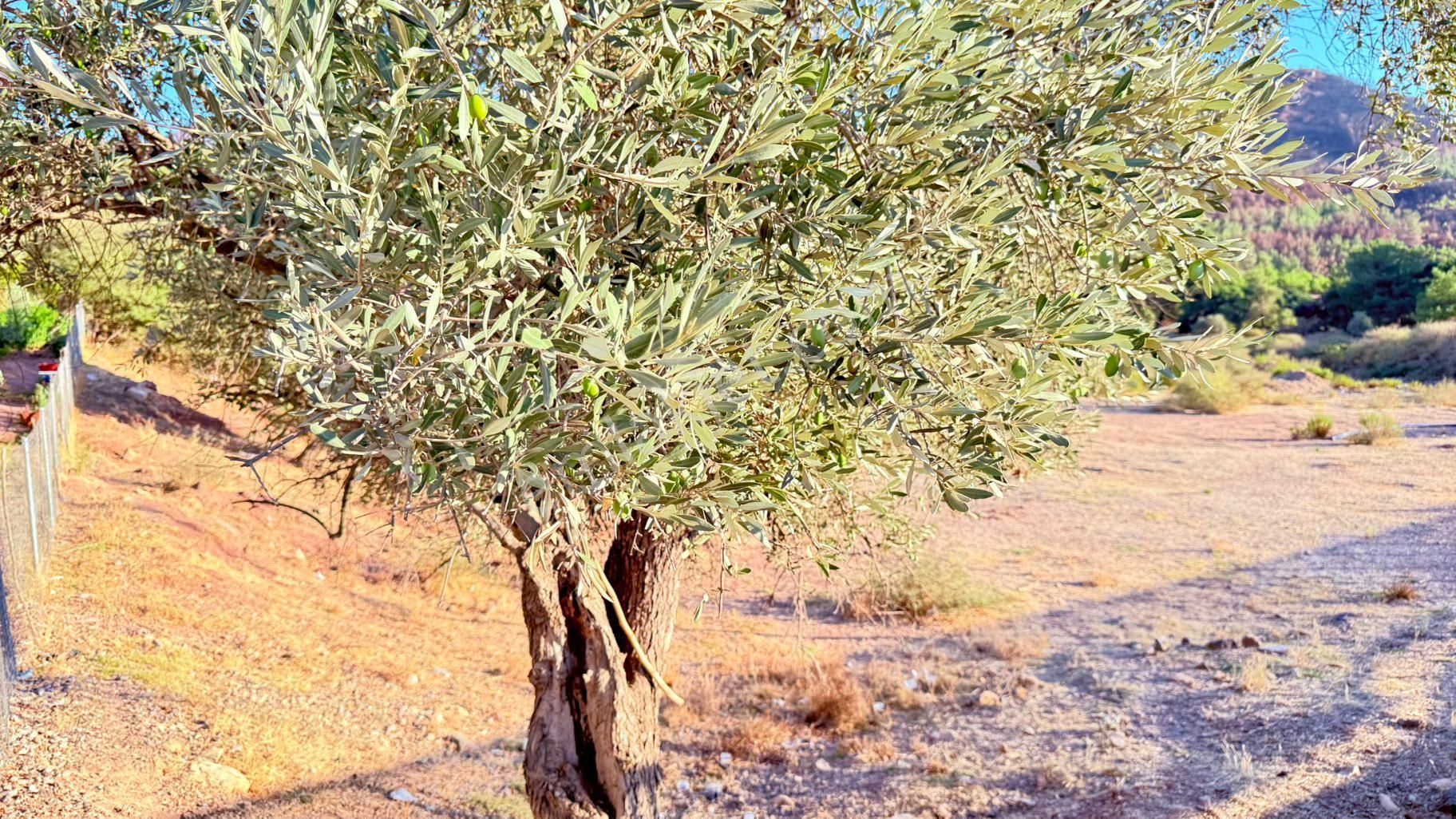Rw Akar Seferihisar Orhanlı Köy Girişinde Hobi Bahçesi Fiyatına Köy İçi İmarlı Arsa - Görsel 4