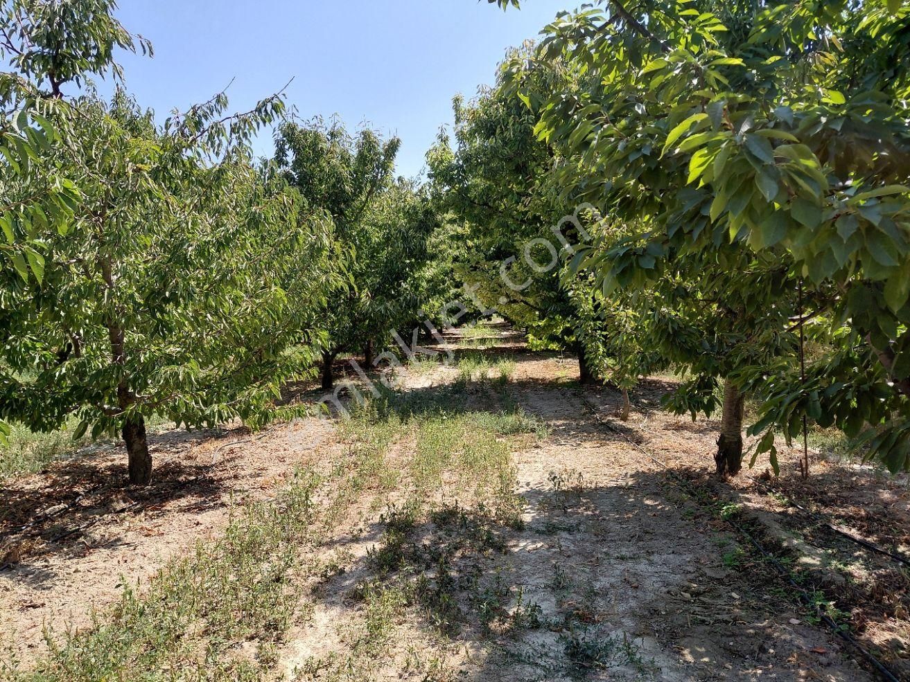 Bizim Emlaktan Atakent Derin Kuyusu Elektriği Mevcut Kiraz Bahçesi - Görsel 10