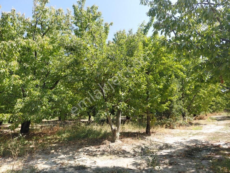 Bizim Emlaktan Atakent Derin Kuyusu Elektriği Mevcut Kiraz Bahçesi - Görsel 4