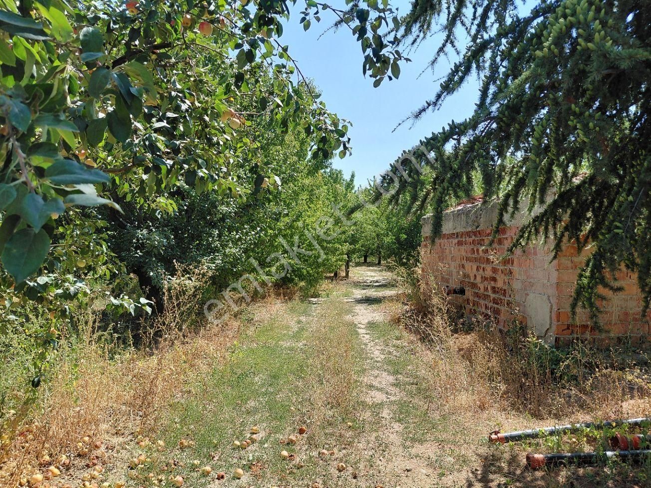 Bizim Emlaktan Atakent Derin Kuyusu Elektriği Mevcut Kiraz Bahçesi - Görsel 21