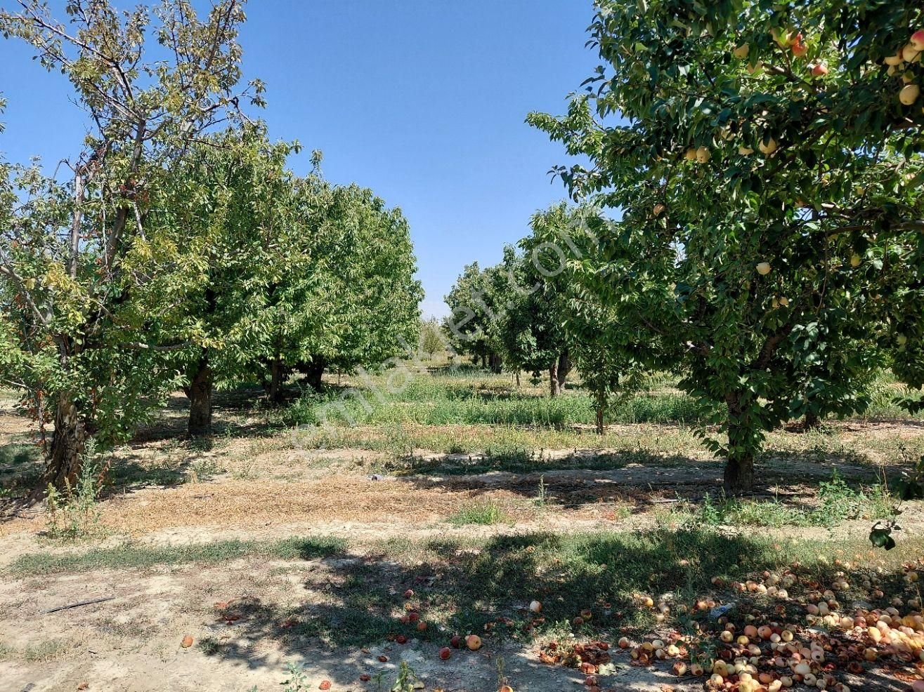 Bizim Emlaktan Atakent Derin Kuyusu Elektriği Mevcut Kiraz Bahçesi - Görsel 17