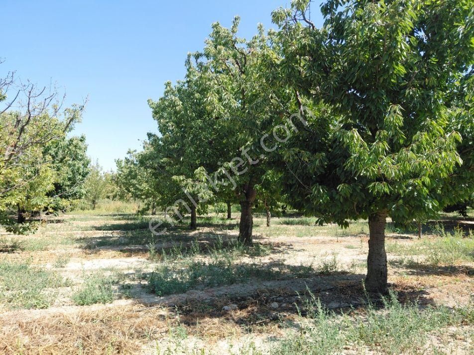 Bizim Emlaktan Atakent Derin Kuyusu Elektriği Mevcut Kiraz Bahçesi - Görsel 8
