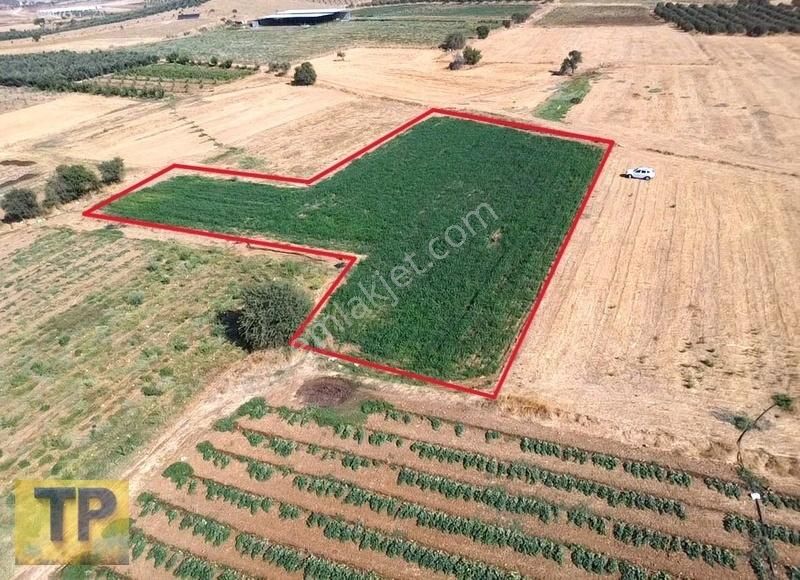 İzmir Bayındır Pınarlı Da Satılık Tarla - Görsel 5