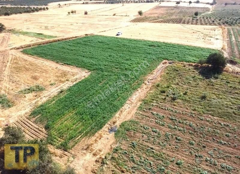 İzmir Bayındır Pınarlı Da Satılık Tarla - Görsel 3