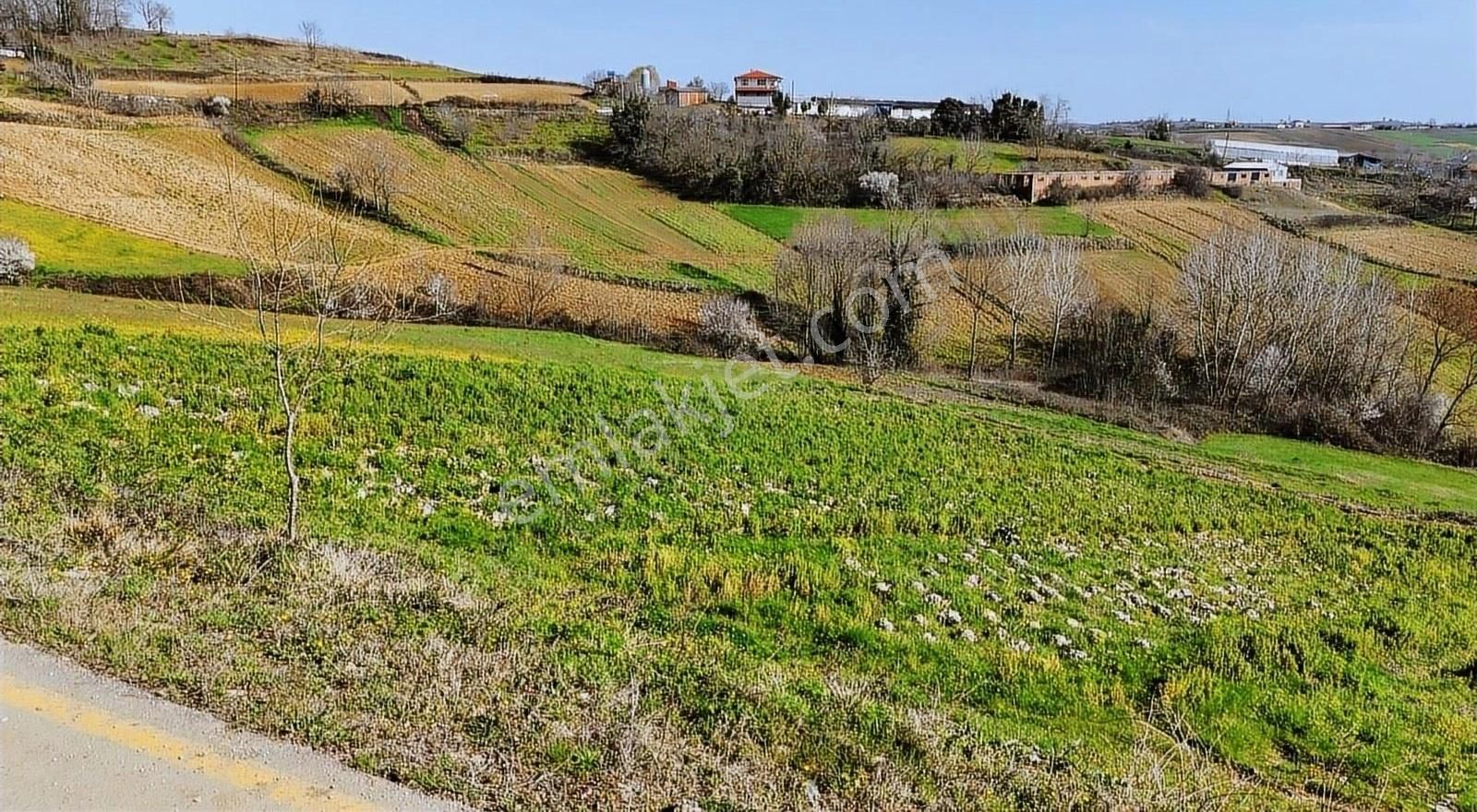 Kaynarca Eğrioğlu Mah. 3720 M2 Asfalt Kenarı Satılık Arsa - Görsel 3