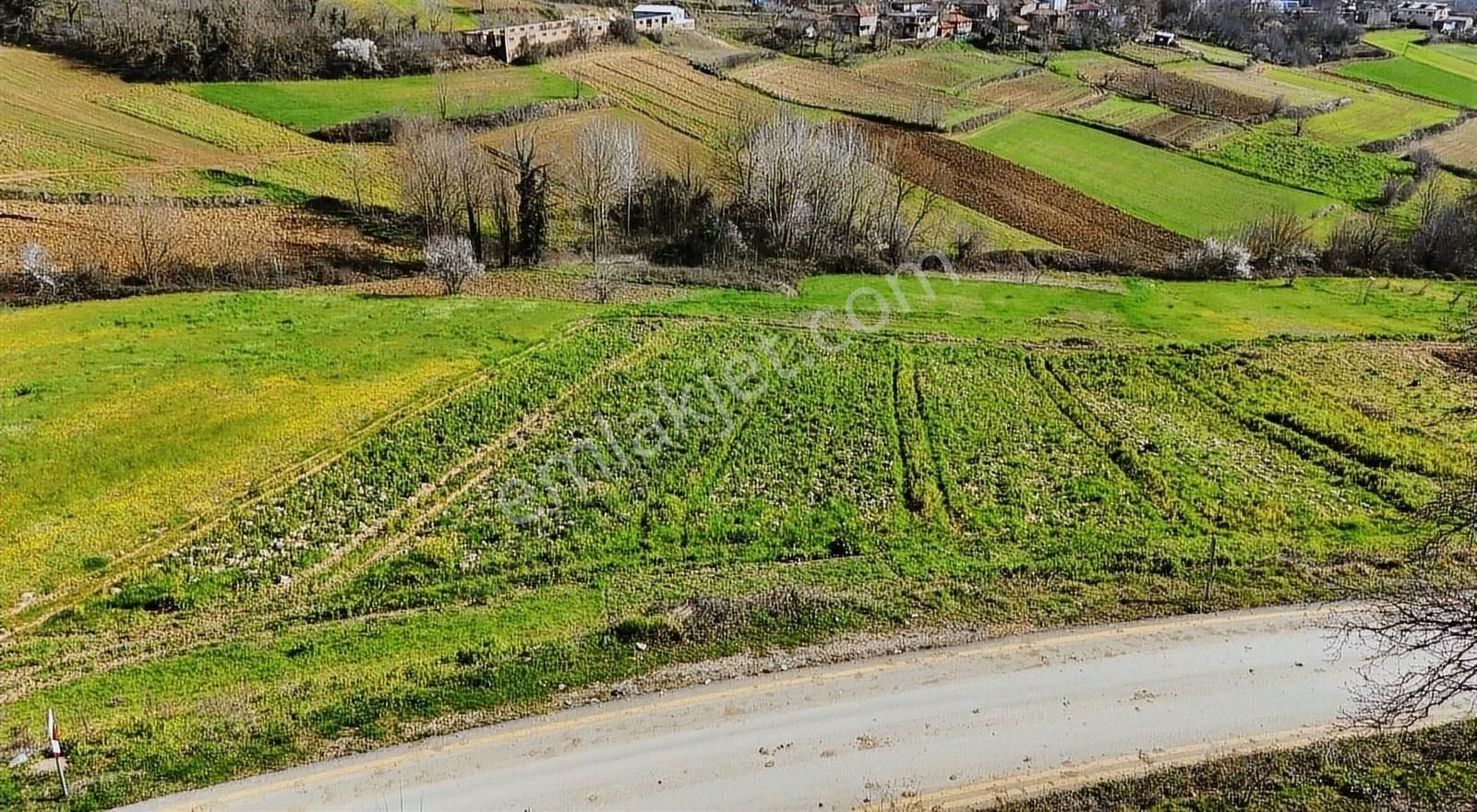 Kaynarca Eğrioğlu Mah. 3720 M2 Asfalt Kenarı Satılık Arsa - Görsel 6