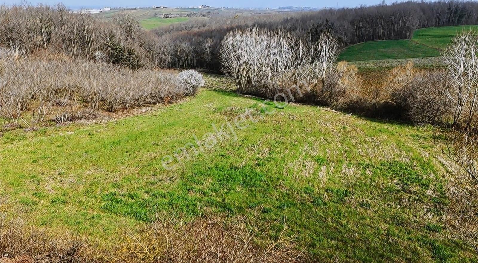 Kaynarca Sarıbeyli Mah. 7239m2 Asfalt Kenarı Ormanla İçiçe Arsa - Görsel 3