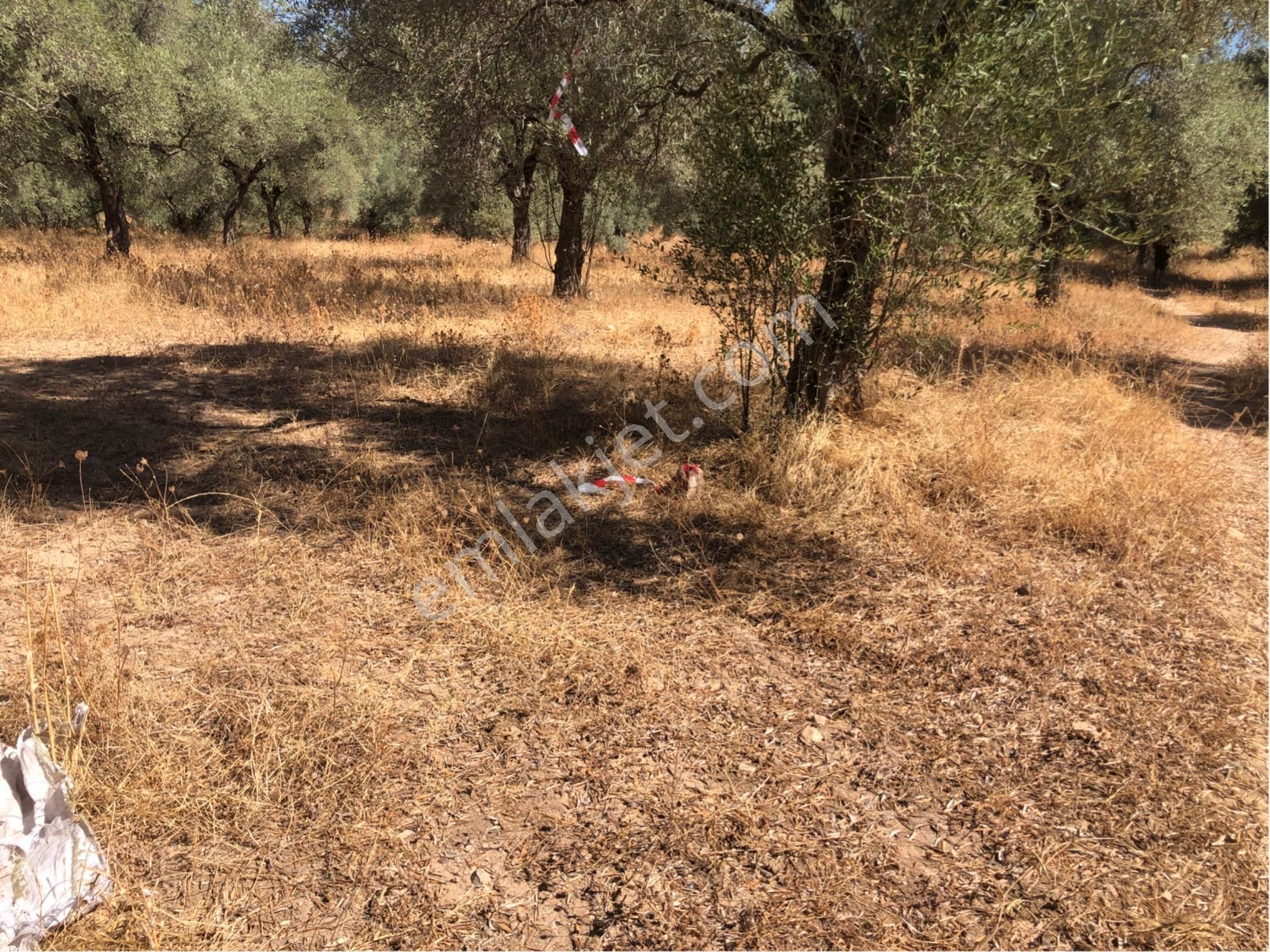 Muğla Milas Ağaçlıyük'de 12.418m² Fırsat Tarla !!! - Görsel 11