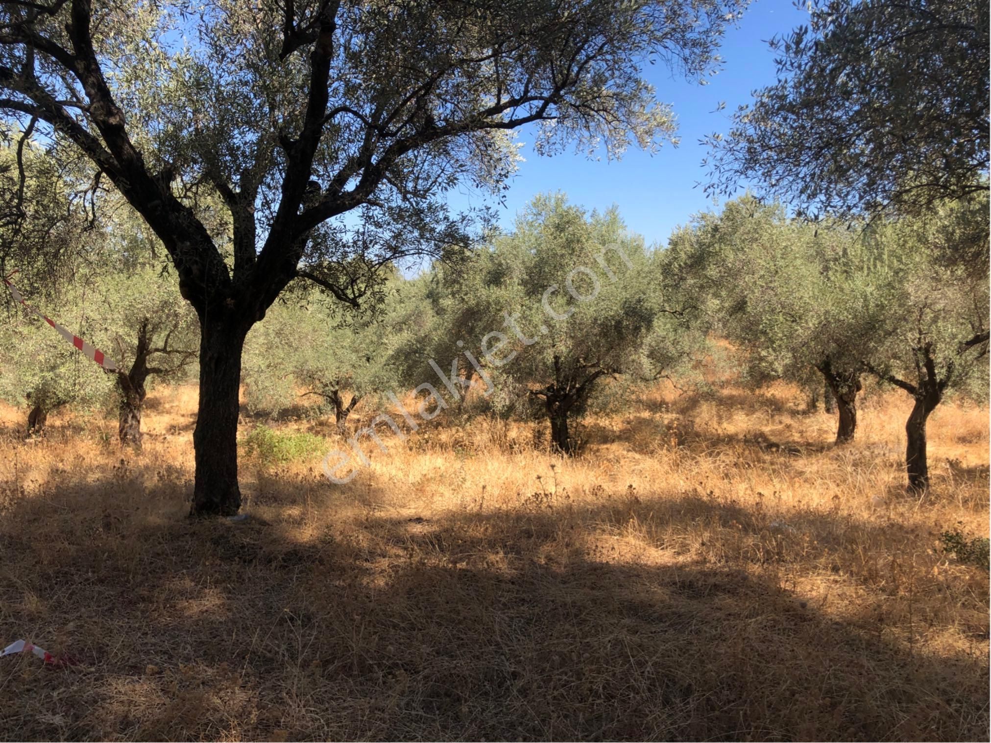 Muğla Milas Ağaçlıyük'de 12.418m² Fırsat Tarla !!! - Görsel 21