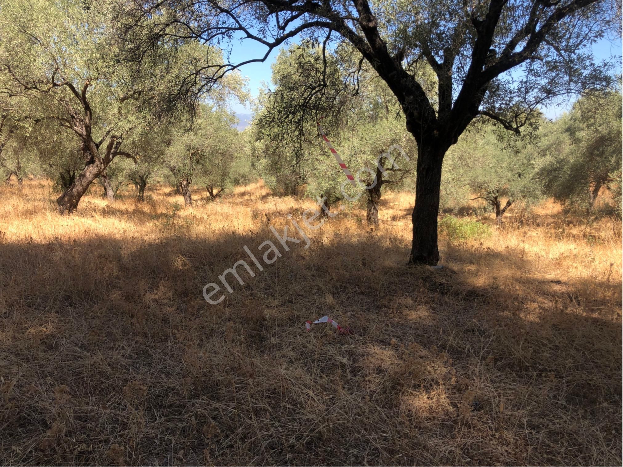 Muğla Milas Ağaçlıyük'de 12.418m² Fırsat Tarla !!! - Görsel 16