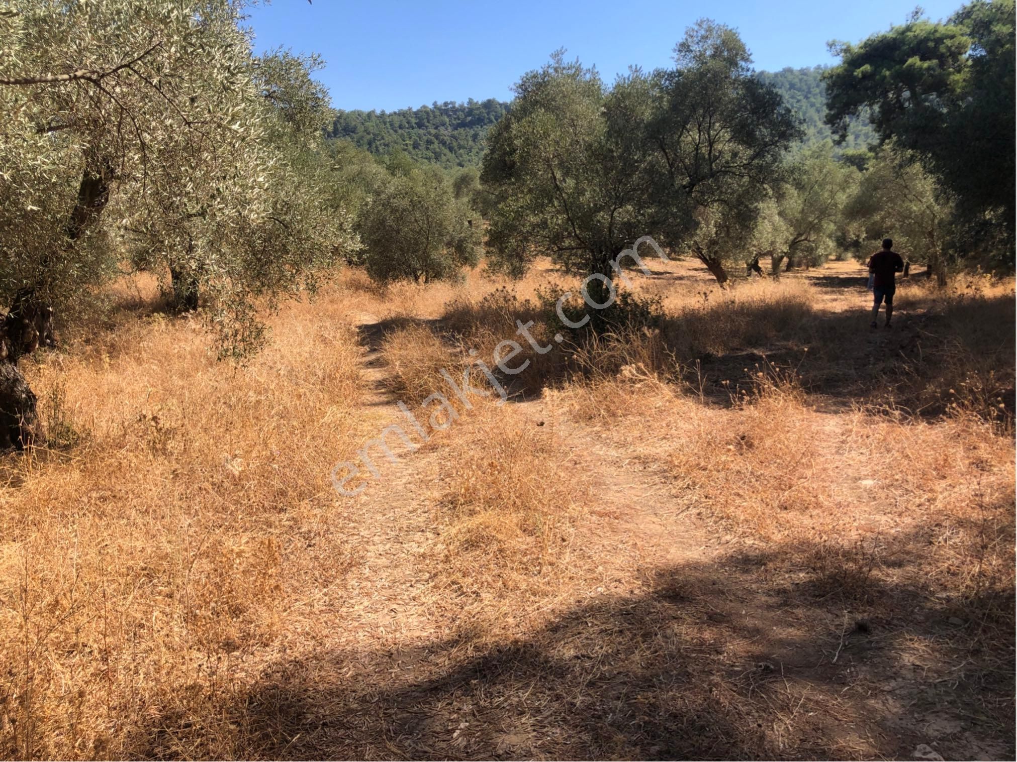 Muğla Milas Ağaçlıyük'de 12.418m² Fırsat Tarla !!! - Görsel 23