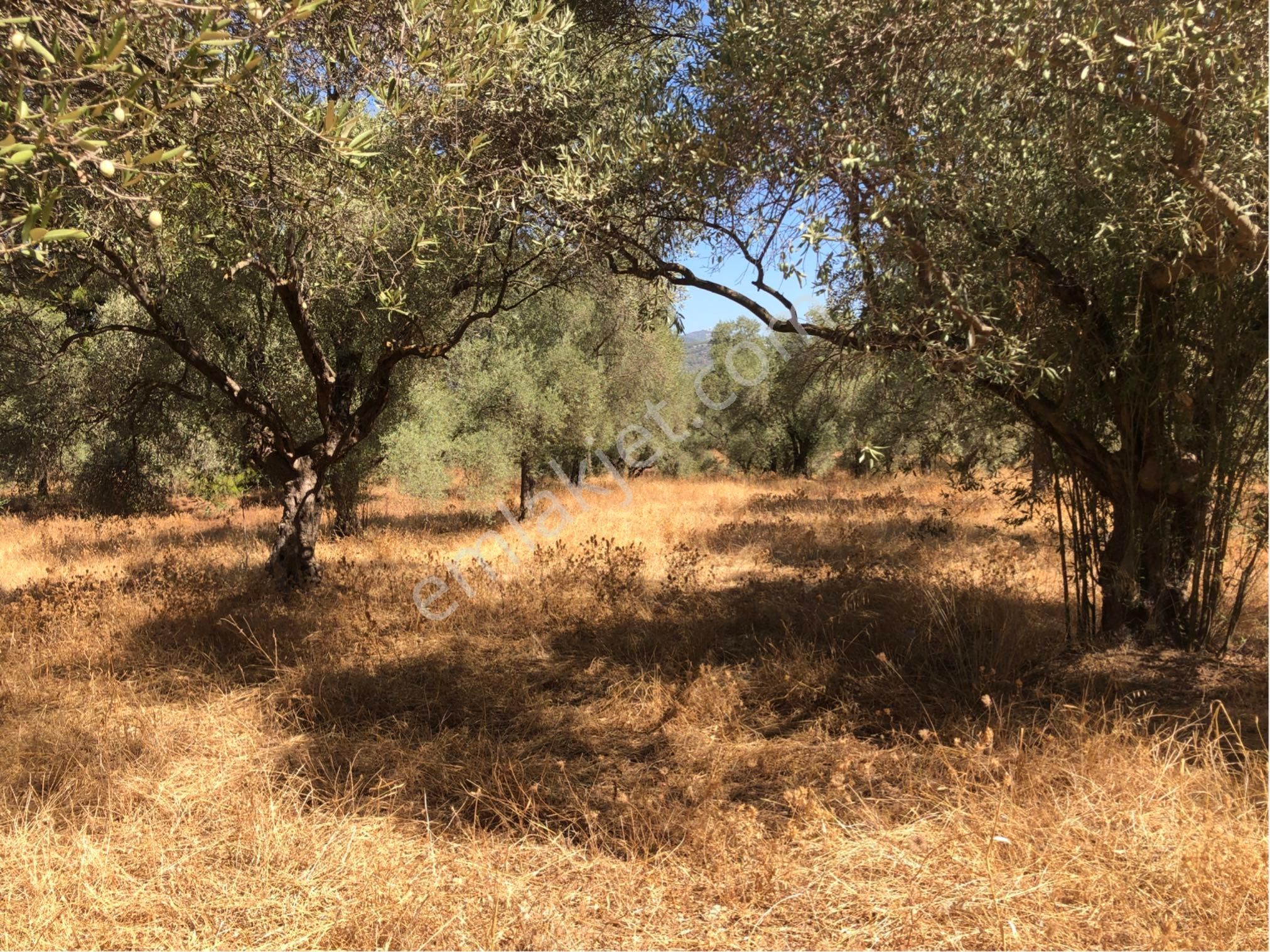 Muğla Milas Ağaçlıyük'de 12.418m² Fırsat Tarla !!! - Görsel 12