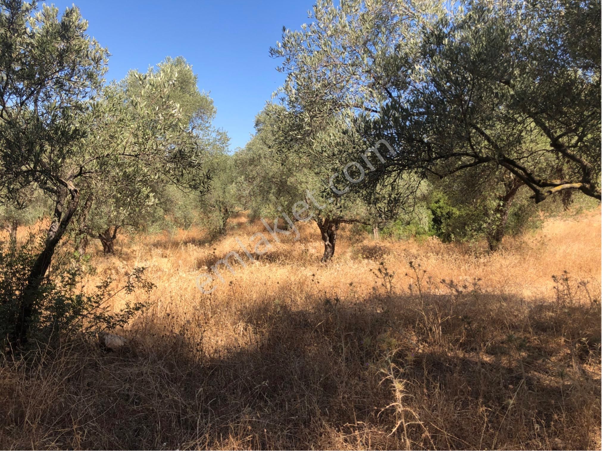 Muğla Milas Ağaçlıyük'de 12.418m² Fırsat Tarla !!! - Görsel 26